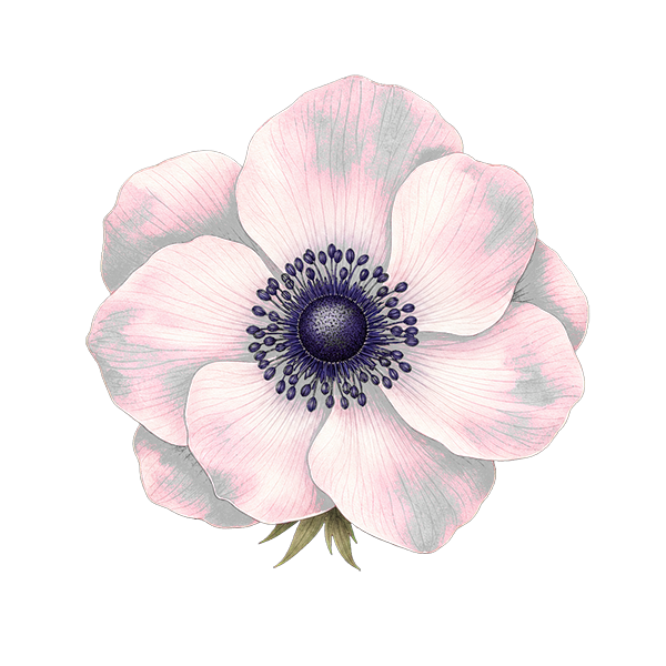 Anemone flower for a DigiBouquet