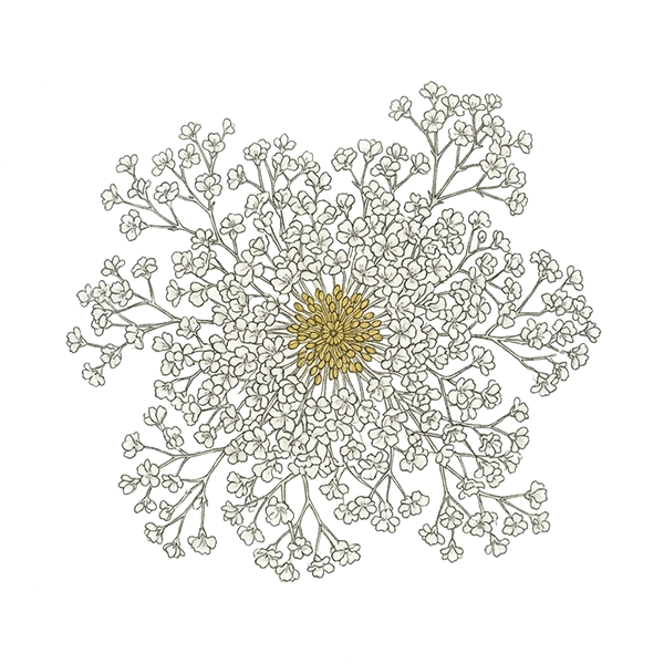 Baby’s Breath Cluster flower for a DigiBouquet