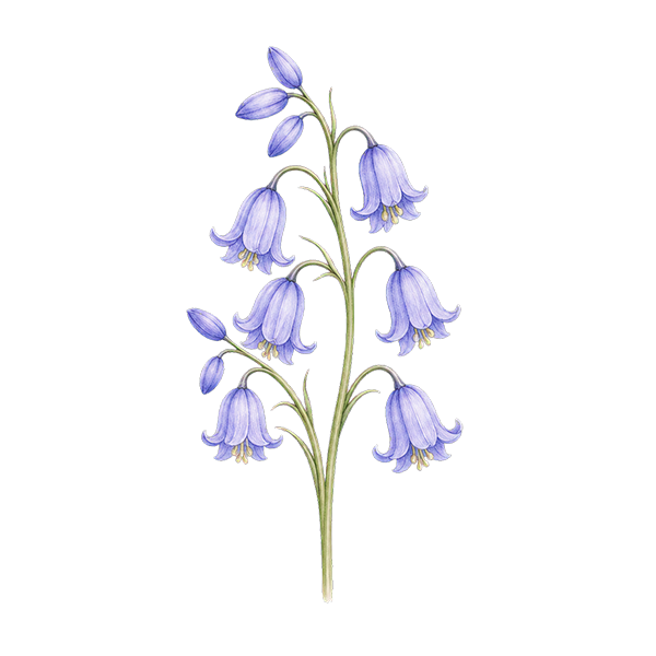 Bluebell flower meaning for DigiBouquets