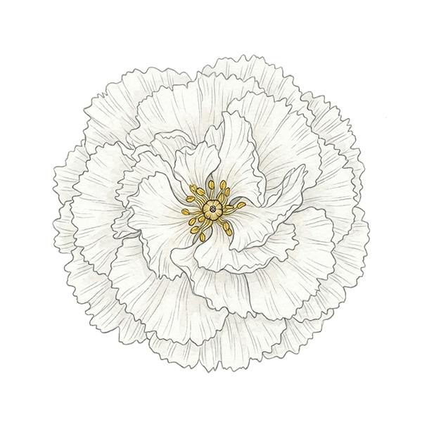Carnation flower for a DigiBouquet