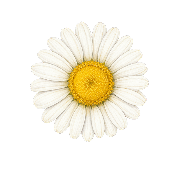 Chamomile flower meaning for DigiBouquets