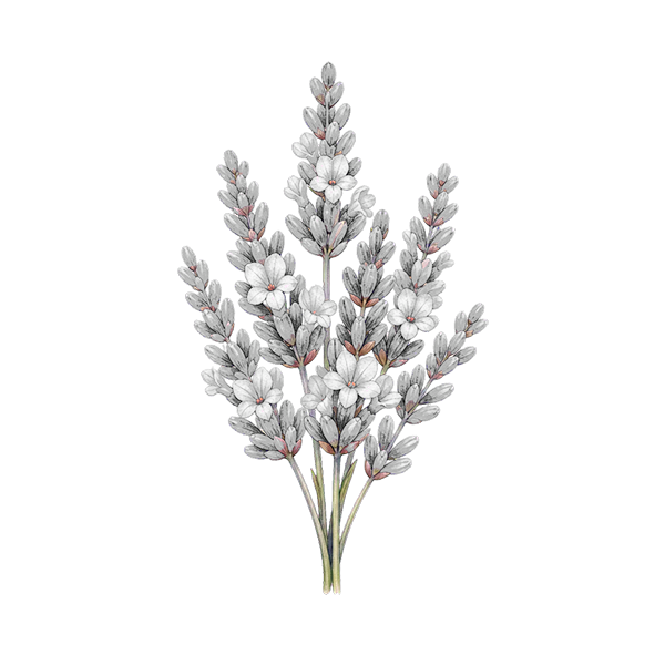 Lavender flower meaning for DigiBouquets