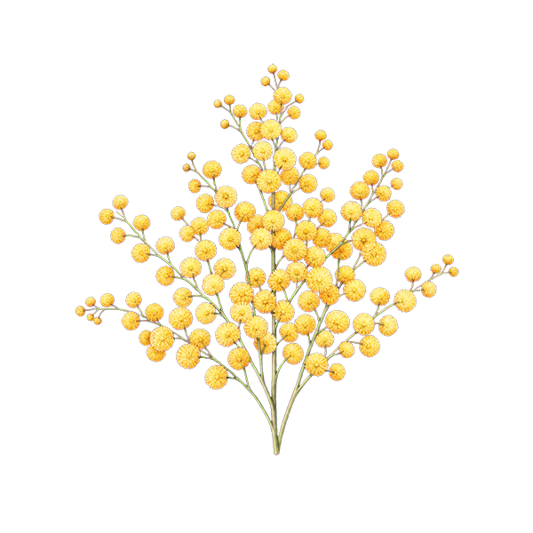 Mimosa flower meaning for DigiBouquets