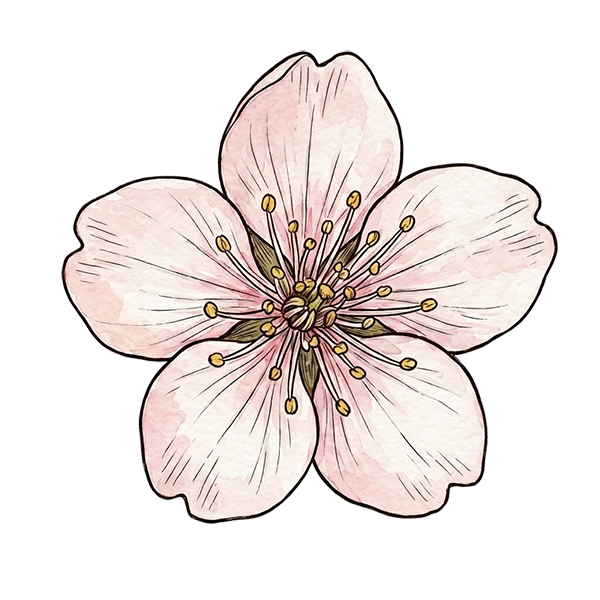 Cherry Blossom flower meaning for DigiBouquets