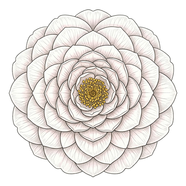 Camellia flower meaning for DigiBouquets