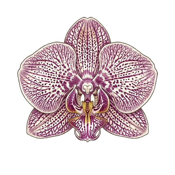 Elegant Birthday Wishes DigiBouquet template Orchid flower